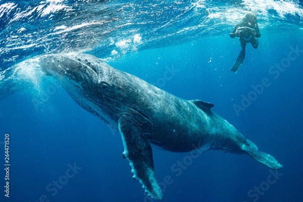 Fototapeta クジラ whale TONGA