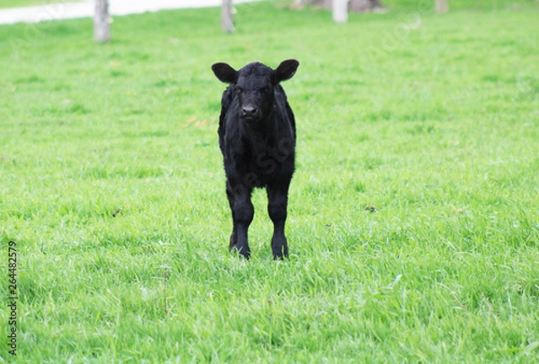 Obraz Black Angus Calf