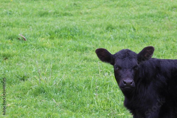 Fototapeta Black Calf