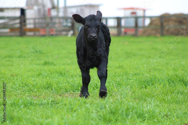 Obraz Young Calf