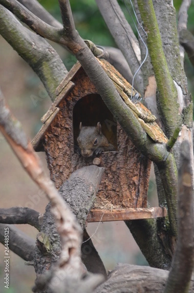 Fototapeta Ardilla en su hogar
