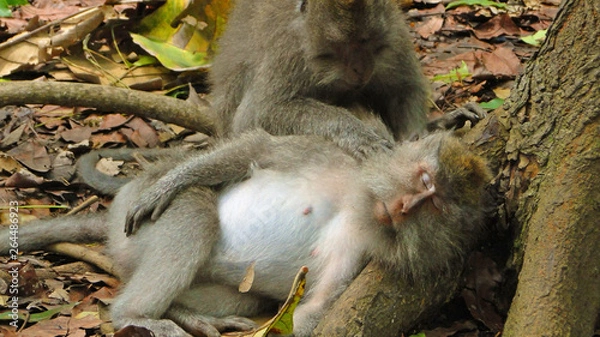 Obraz бали, индонезия, туризм