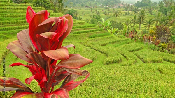 Obraz бали, индонезия, туризм