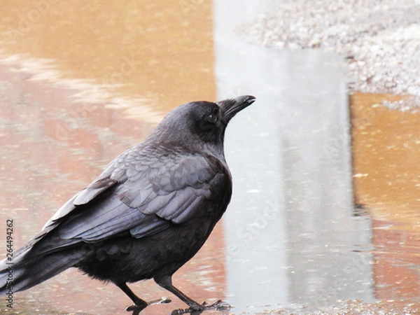 Obraz Crow Standing in Puddle
