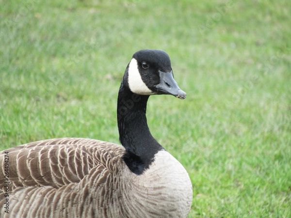 Obraz Canada Goose on Grass