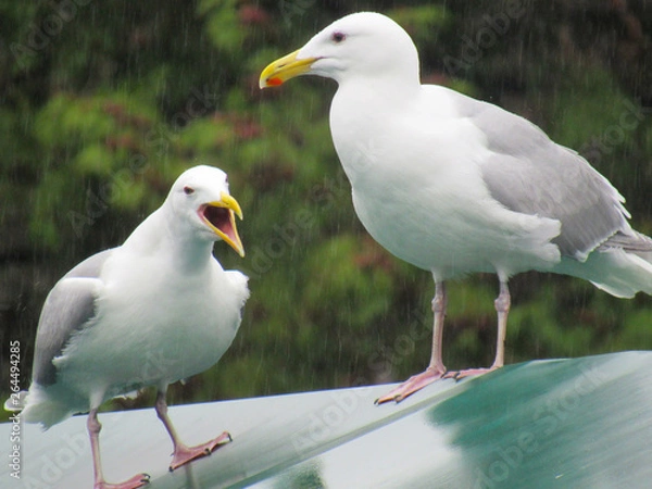 Obraz Seagulls on Roof