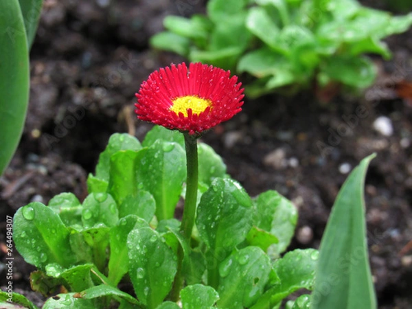 Obraz Small Red Flower