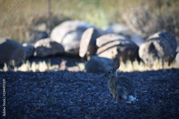 Obraz Rabbit in rocks