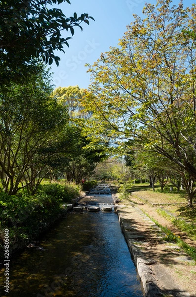 Fototapeta 佐鳴湖公園の植物