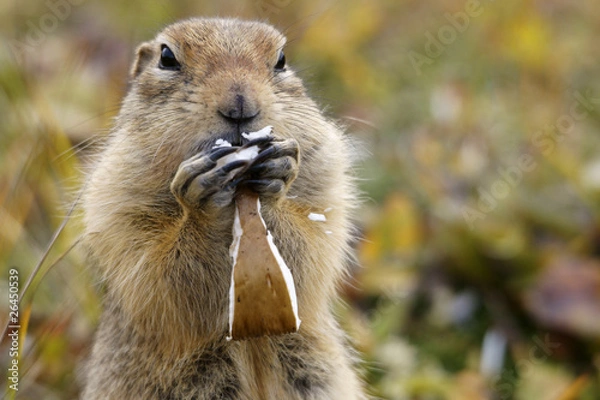 Fototapeta Ground Squirrel