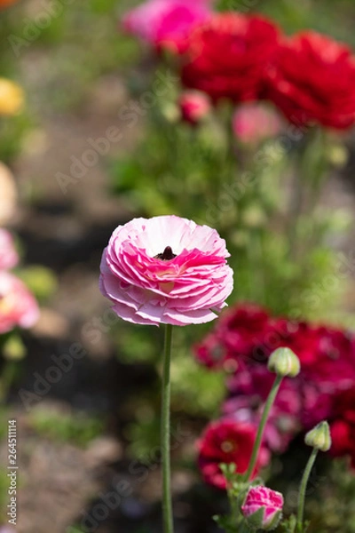 Fototapeta ピンクのラナンキュラス