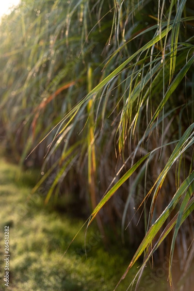 Obraz Sugar cane backlit by sunrise