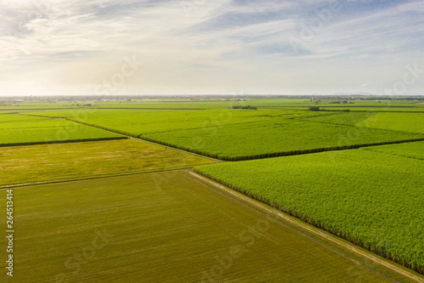 Fototapeta aerial view of sugar cane farm and blue sky