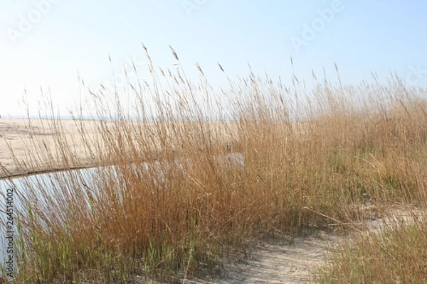 Obraz Gräser im Sand