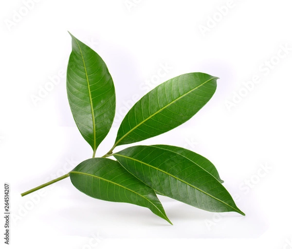 Fototapeta leaves of mango tree on white background.