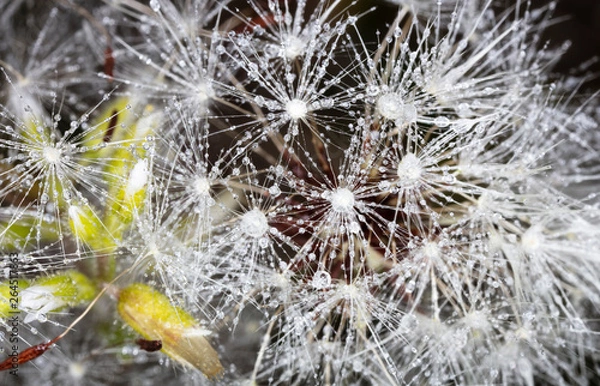 Fototapeta Spring and flower