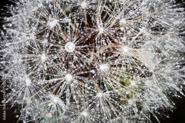 Fototapeta Spring and flower