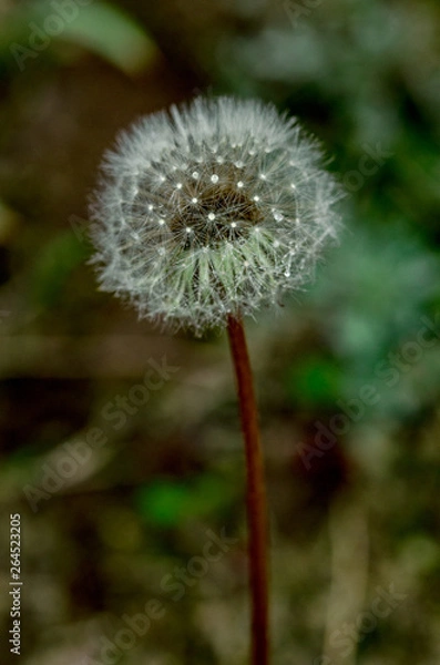 Obraz Dandelion, puff flower