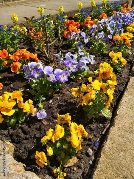 Obraz Stiefmütterchen blühen im Garten