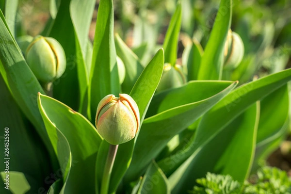 Fototapeta Close-up of closed tulip flowers in spring garden
