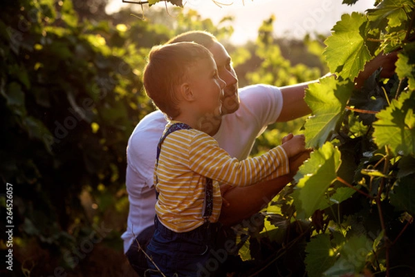 Fototapeta man and child in vineyards