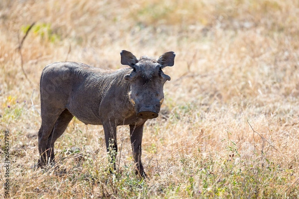 Fototapeta A portrait of a warthog in the middle of a grass landscape