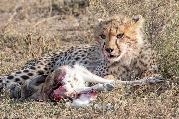 Fototapeta young cheetah eats prey
