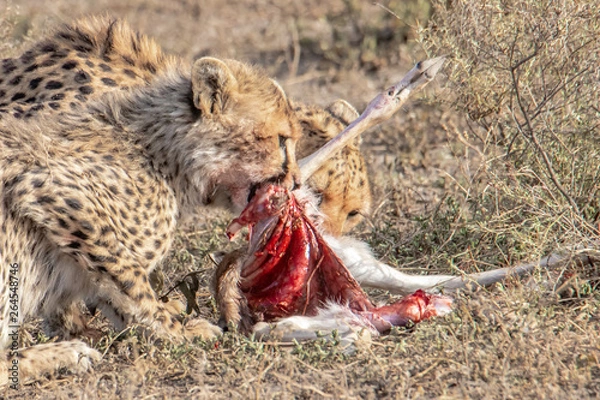 Fototapeta young cheetah eats prey
