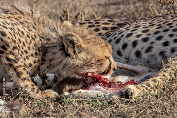 Fototapeta young cheetah eats prey