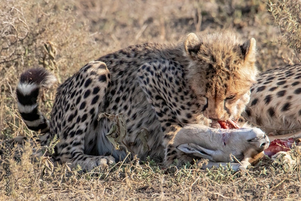 Fototapeta young cheetah eats prey