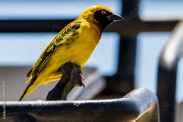 Fototapeta Weaverbird