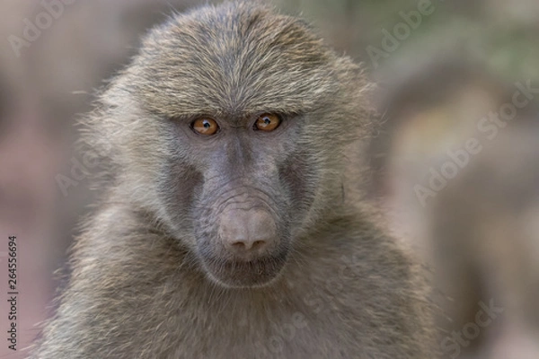 Fototapeta Baboon face portrait