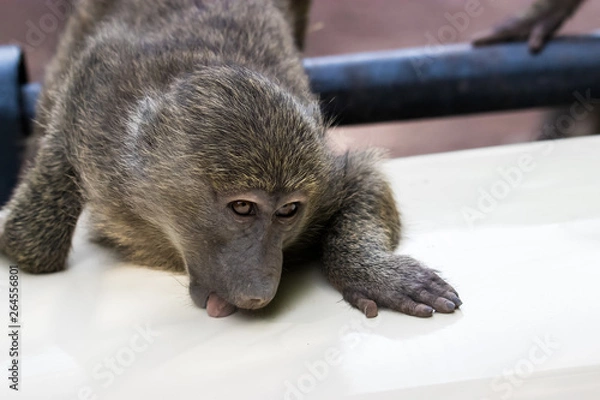 Fototapeta Young baboon