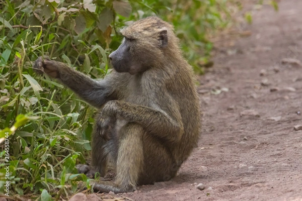 Fototapeta Babon eats leaves