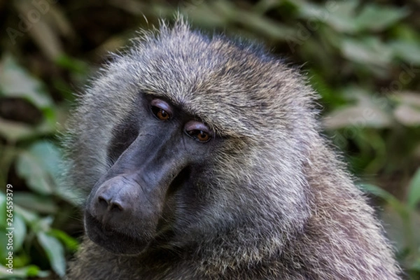 Fototapeta Baboon face portrait