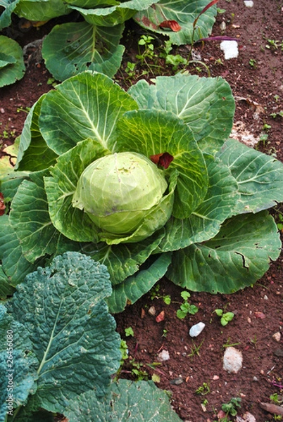 Fototapeta cauliflower