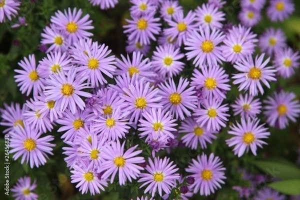 Obraz Asters