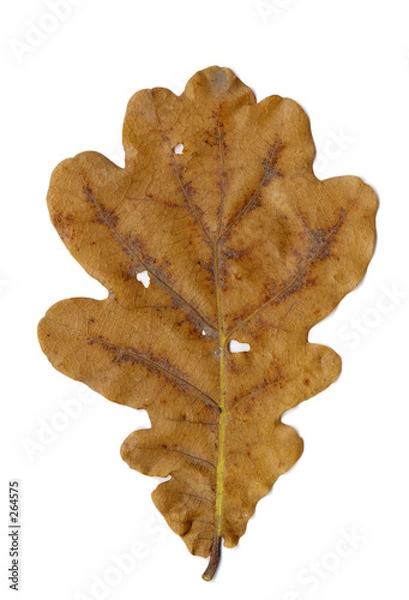 Fototapeta autumnal oak leaf