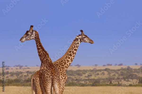 Fototapeta 2 giraffes 