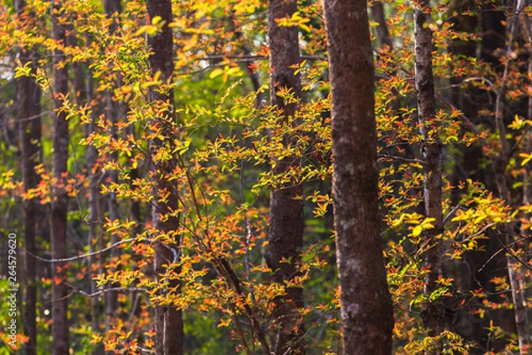 Obraz Leaves Change the Color in Tropical Forest