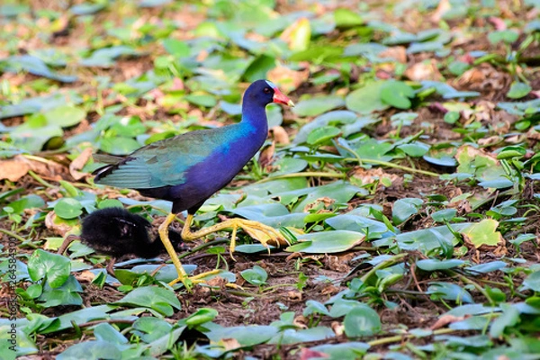 Obraz Purple Gallinule foraging