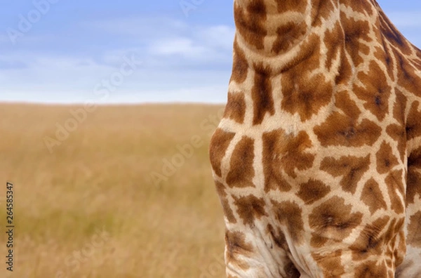 Fototapeta Giraffe