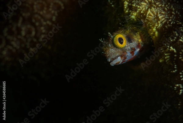 Obraz Secretary Blenny (Acanthemblemaria maria) on Bonaire, Netherlands Antilles
