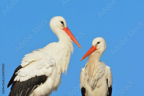 Obraz White storks