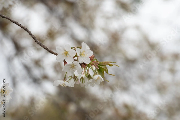 Obraz Cherry blossom in spring for background or copy space for text