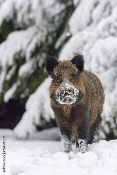 Fototapeta Wildschwein