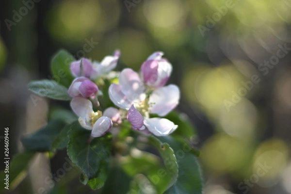 Fototapeta Blüten an einem Säulenapfel