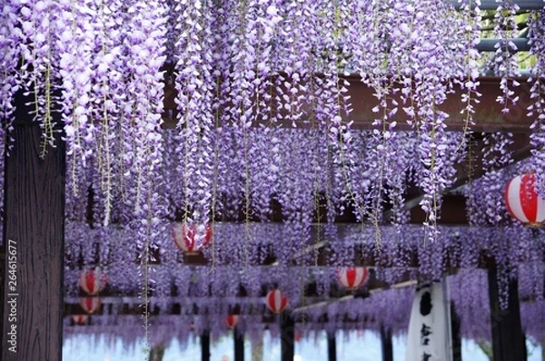 Obraz 公園の藤棚