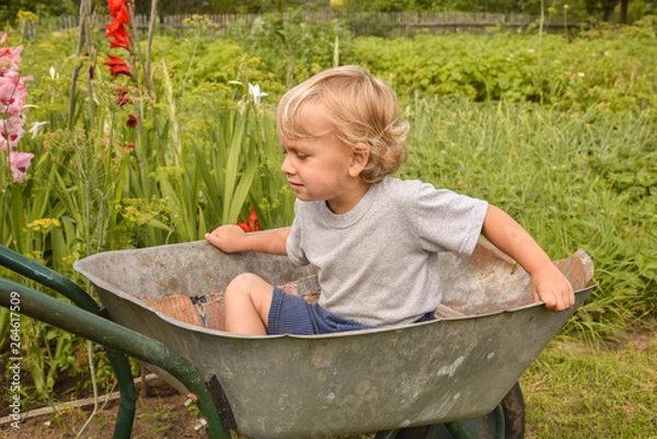 Obraz Happy little boy having fun in a wheelbarrow in domestic garden on warm sunny day. Active outdoors games for kids in summer.