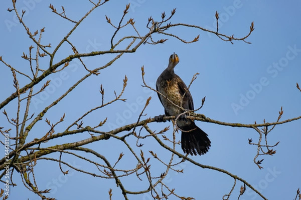 Fototapeta Kormoran auf einem Ast im Baum